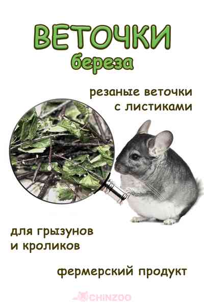 Веточки березы с листьями – chinzoo.ru