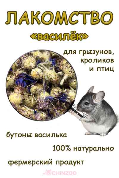 Василек – chinzoo.ru