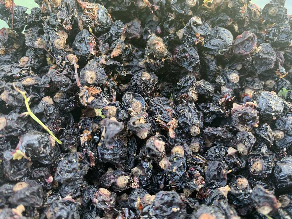 Смородина черная ягоды – чинзу.ру