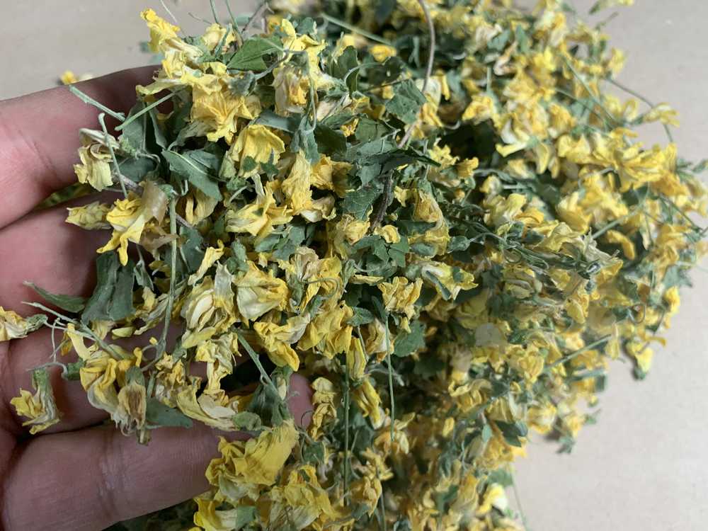 Карагана цветки (акация желтая) – чинзу.ру
