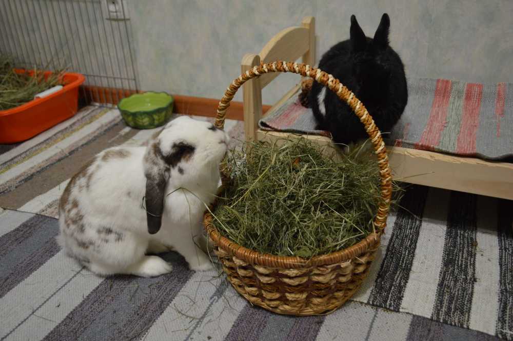 Набор для кролика – чинзу.ру