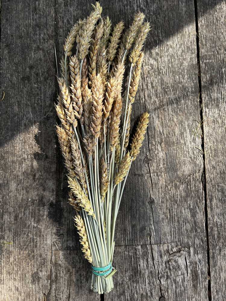 Веничек пшеницы – чинзу.ру