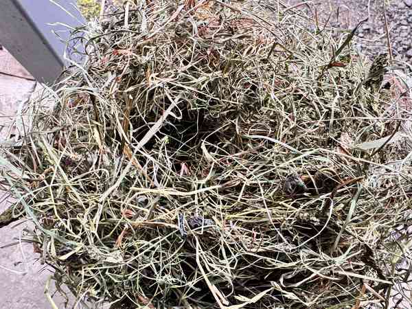 Сено августовское 2025 – chinzoo.ru