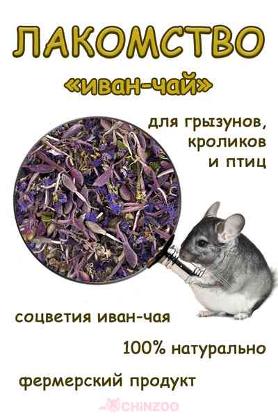 Цветы иван-чая – chinzoo.ru