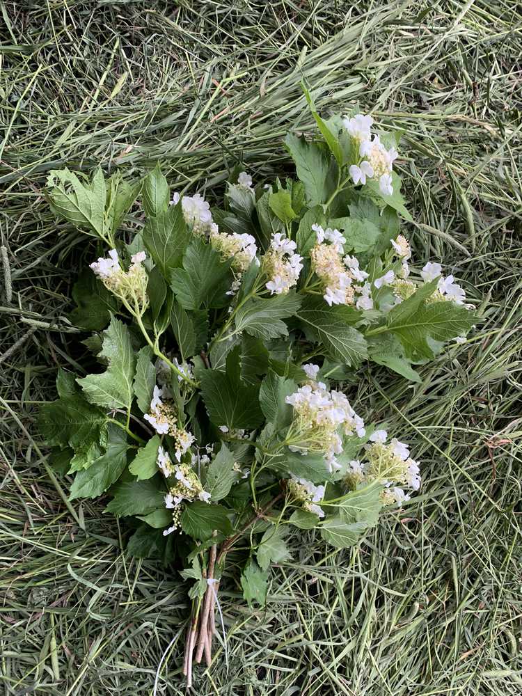Веничек из цветущей калины – чинзу.ру