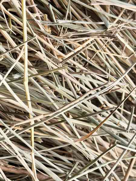 Грубое луговое сено 2025 – chinzoo.ru