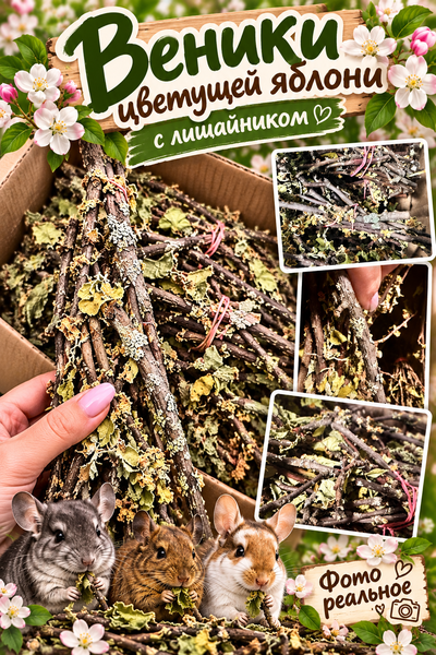 Веники цветущей яблони с лишайником – chinzoo.ru