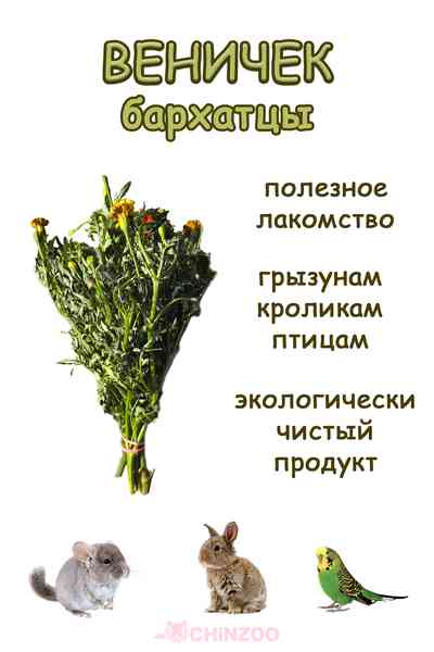 Веник бархатцы – chinzoo.ru