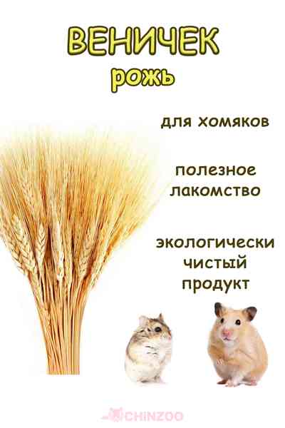 Веничек рожь – chinzoo.ru